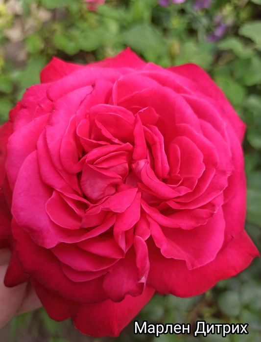 Саджанці троянд Саженцы роз