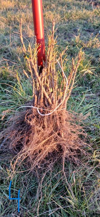 Sadzonki porzeczki porzeczka czerwona Jonkheer van Tets !