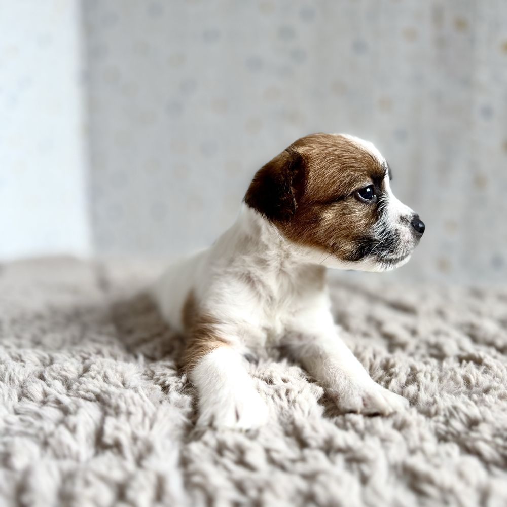 Jack Russell Terrier- biało- brązowa sunia z rodowodem ZKwP