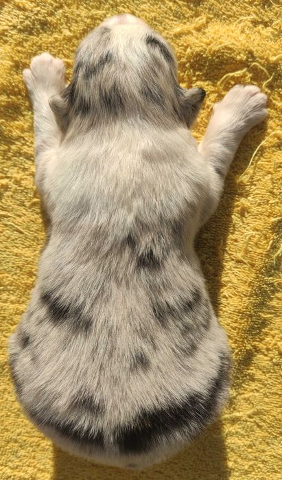 Szczenię BORDER COLLIE z Hodowli - Rasowy pies z pełną dok.