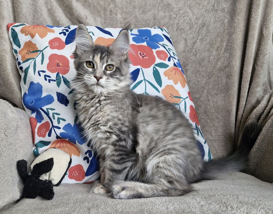 Srebrna niebieska kotka Maine Coon