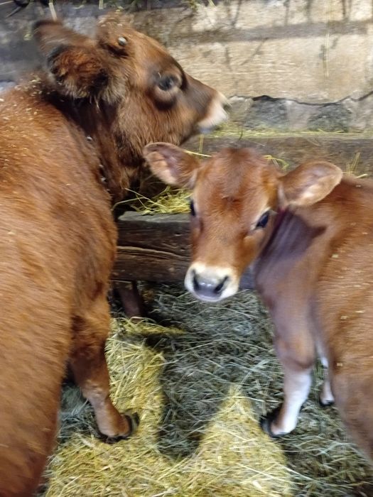 Джерсейська Тільна телиця