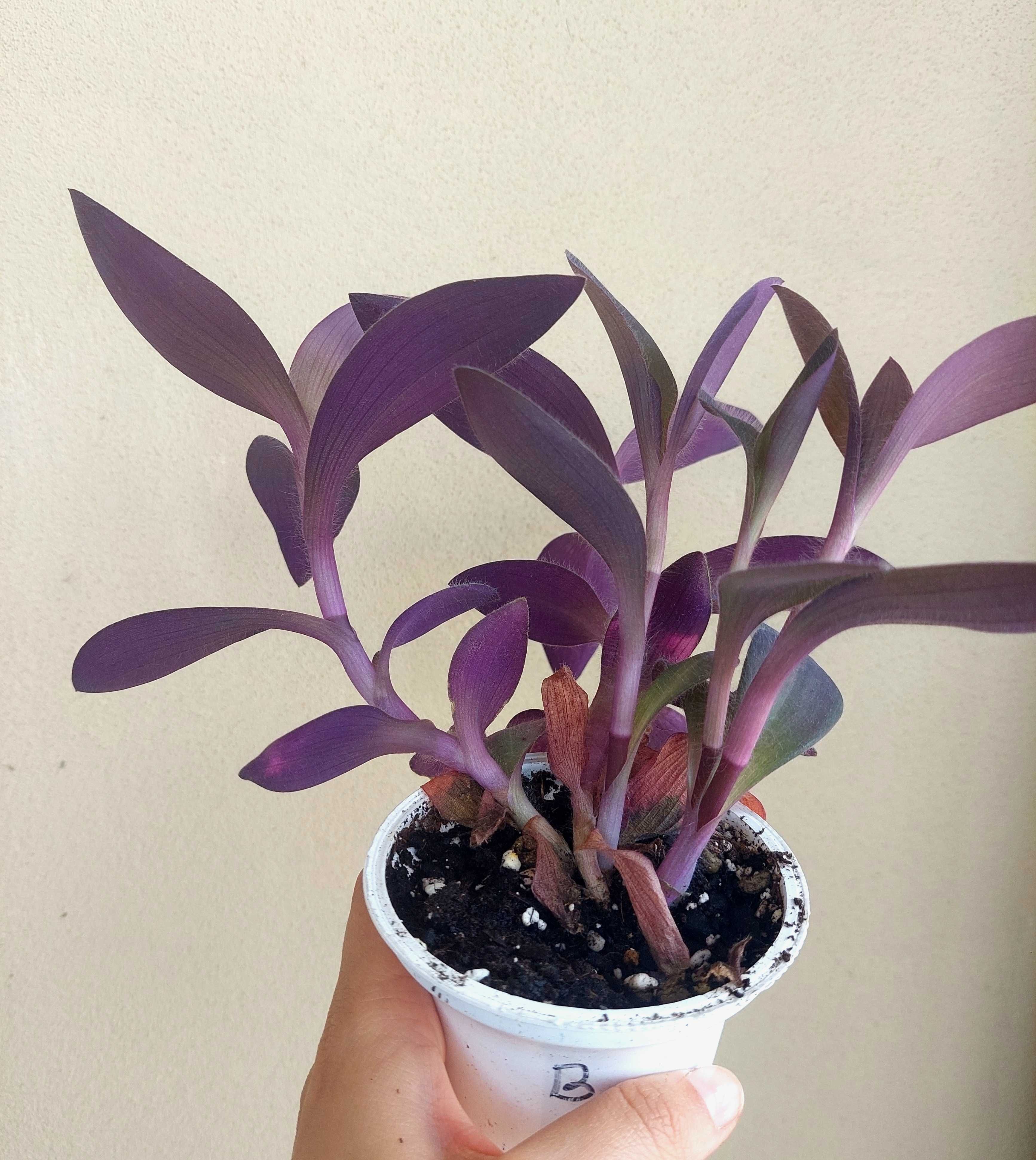 Tradescantia Purple heart