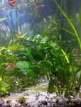 Plantas de Aquário