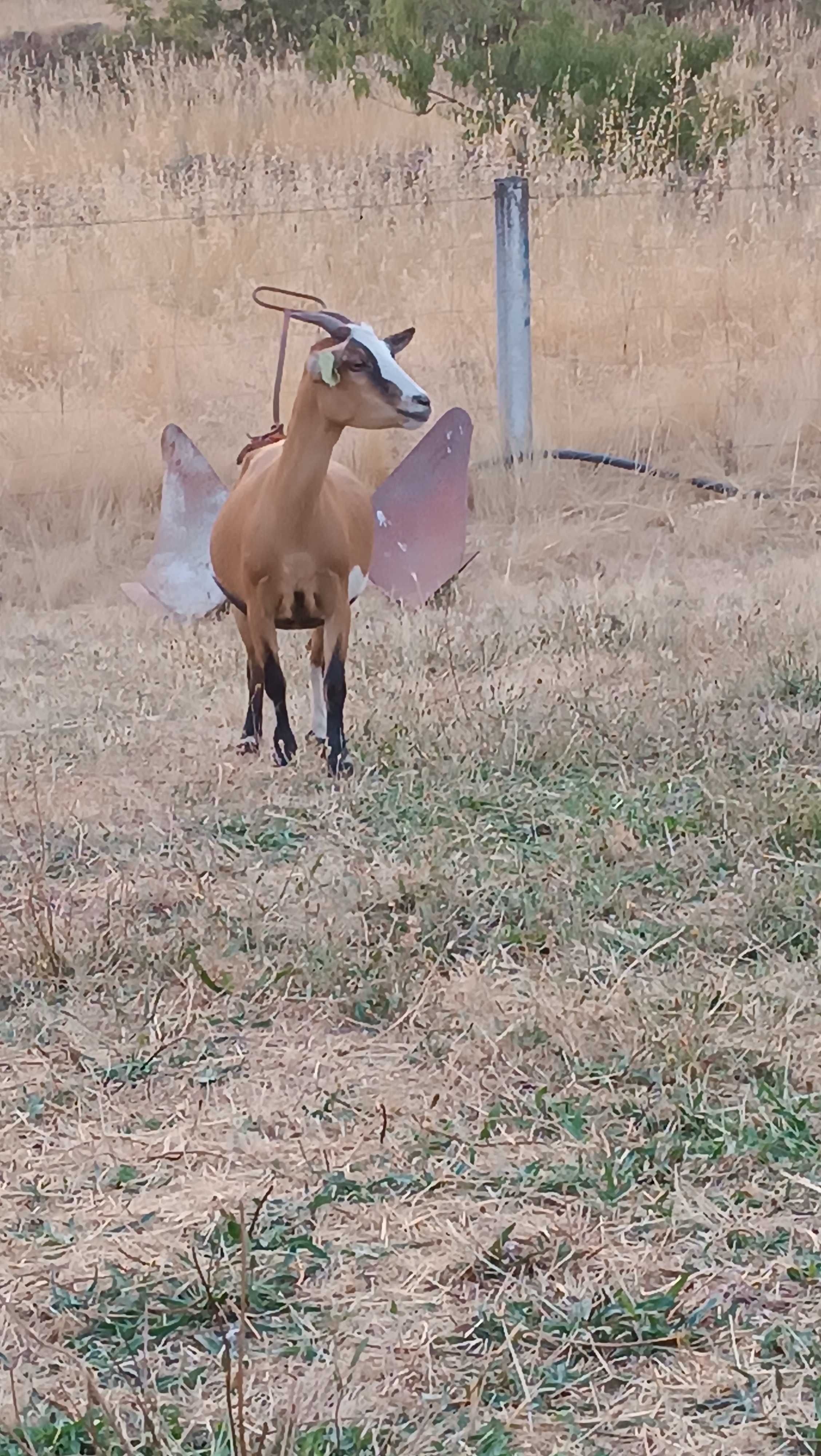 .Vendo Cabra Anã.