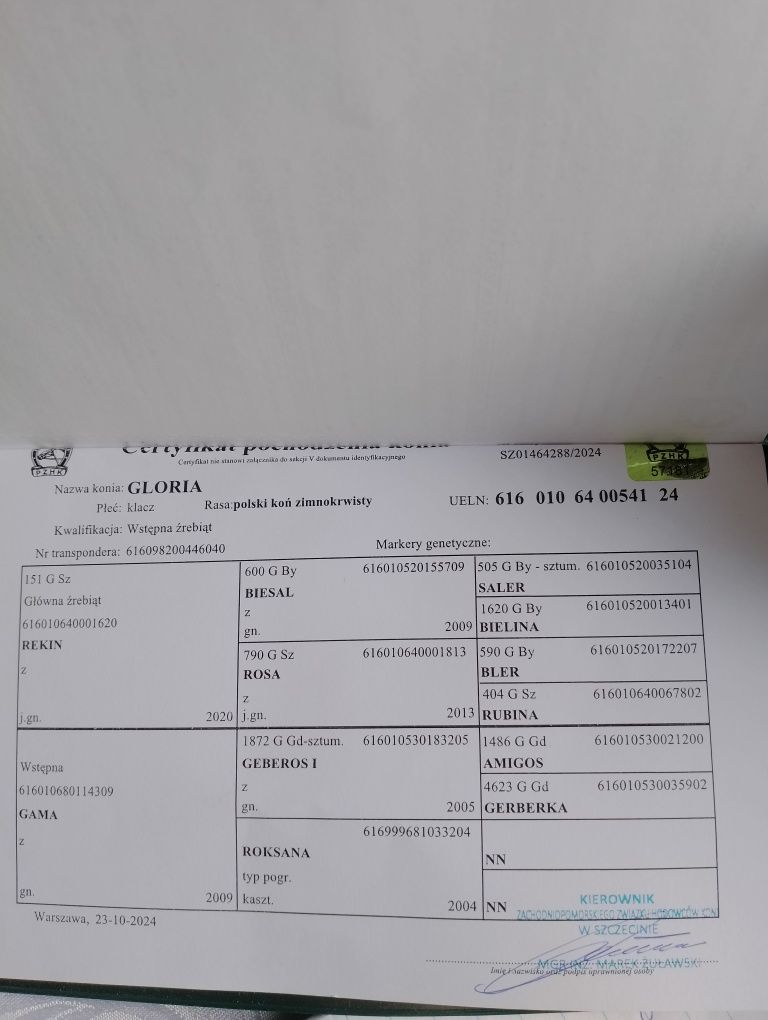Sprzedam klaczke zimnokrwista