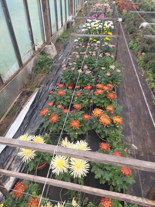 Chryzantemy doniczkowe