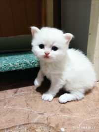 Белого котёнка страйт хайленд британский