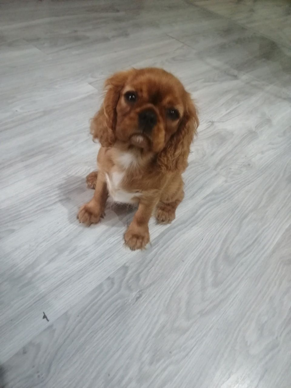 Sunia Cavalier King Charles Spaniel ruby
