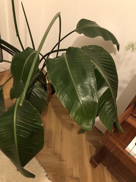 Strelicja biała strelitzia nicolai 150 cm 3 rośliny w jednej