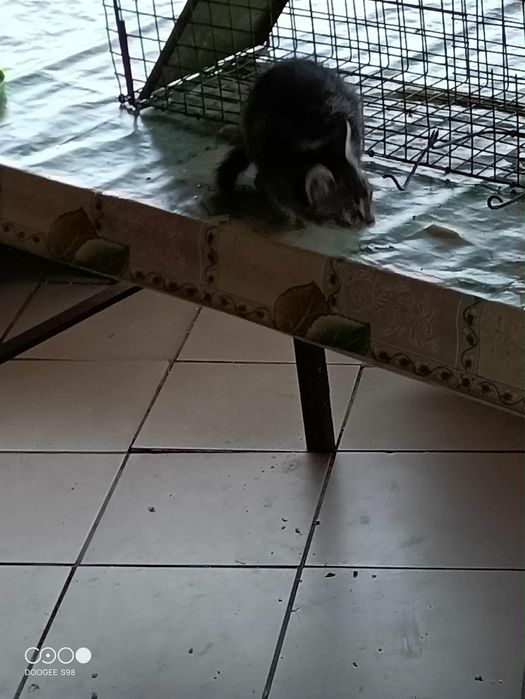 Oddam koty w dobre rece