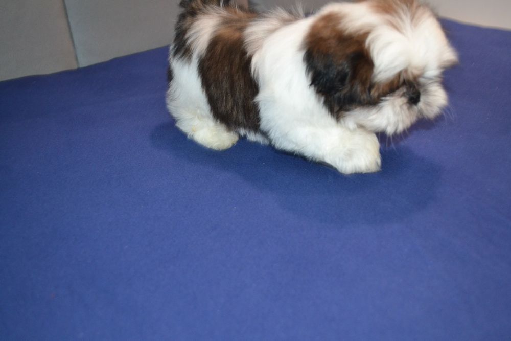 Śliczny malutki piesek Shih tzu