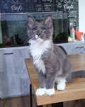 Niebieska kotka Czarcie Maine Coon