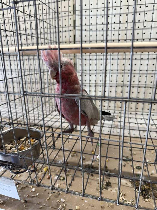 Papagaios novos muito meigos