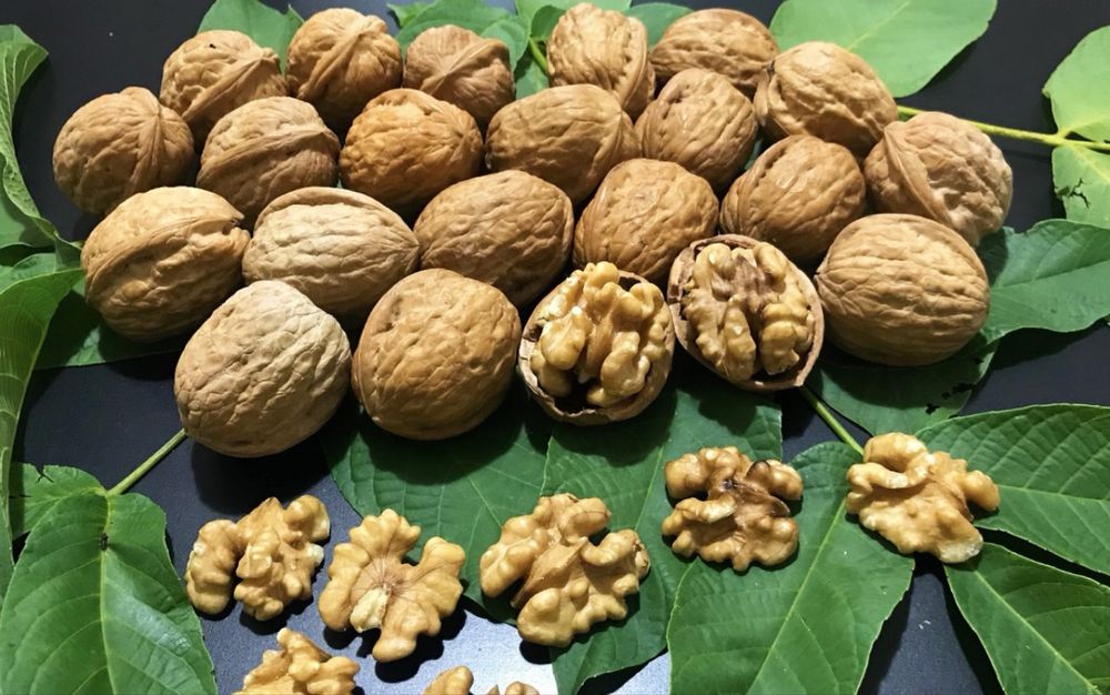 Vendo nozes grandes, caseiras e secas ao sol