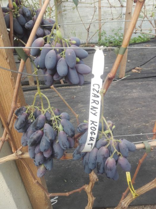 Sok z winogron 6L (2x3L) WYSYŁKA sok winogronowy foliopak