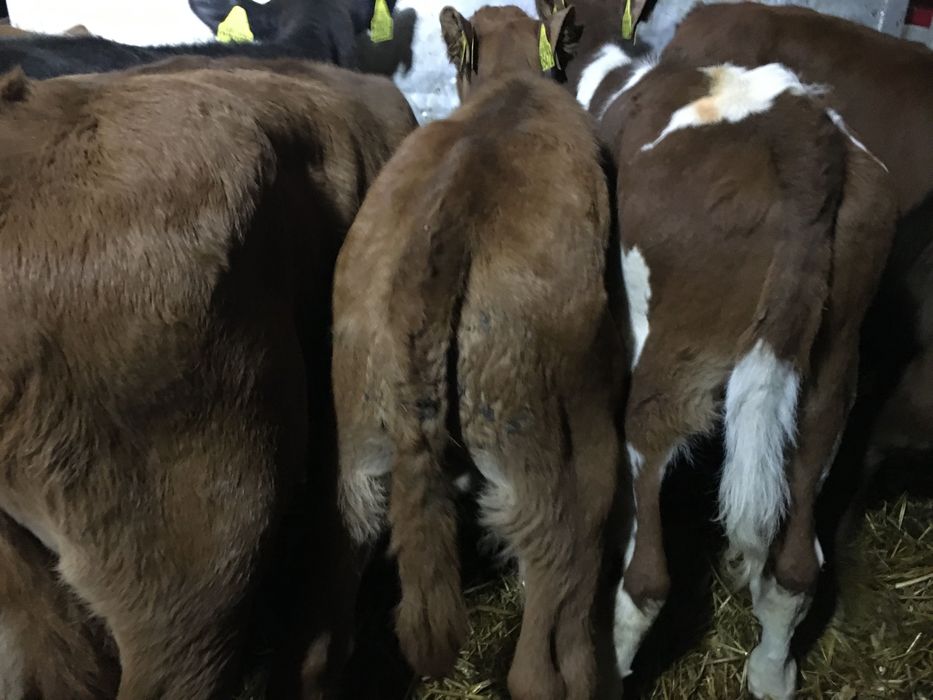 Cielaki mięsne byczki jałóweczki