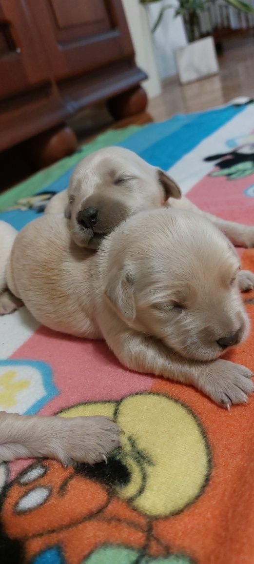 Golden retriever odbiór po 21 czerwca