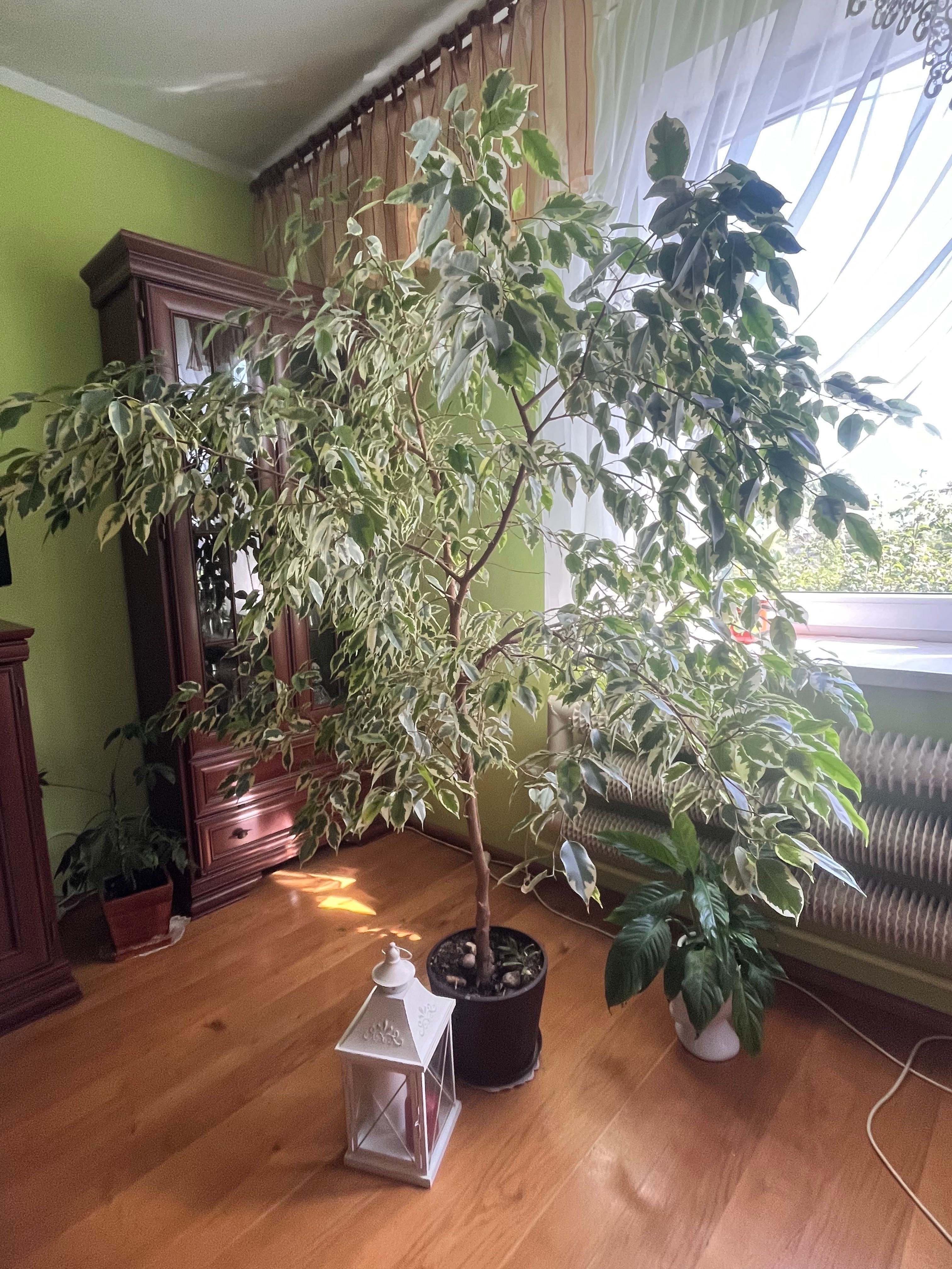 Figowiec benjamina kwiat drzewko