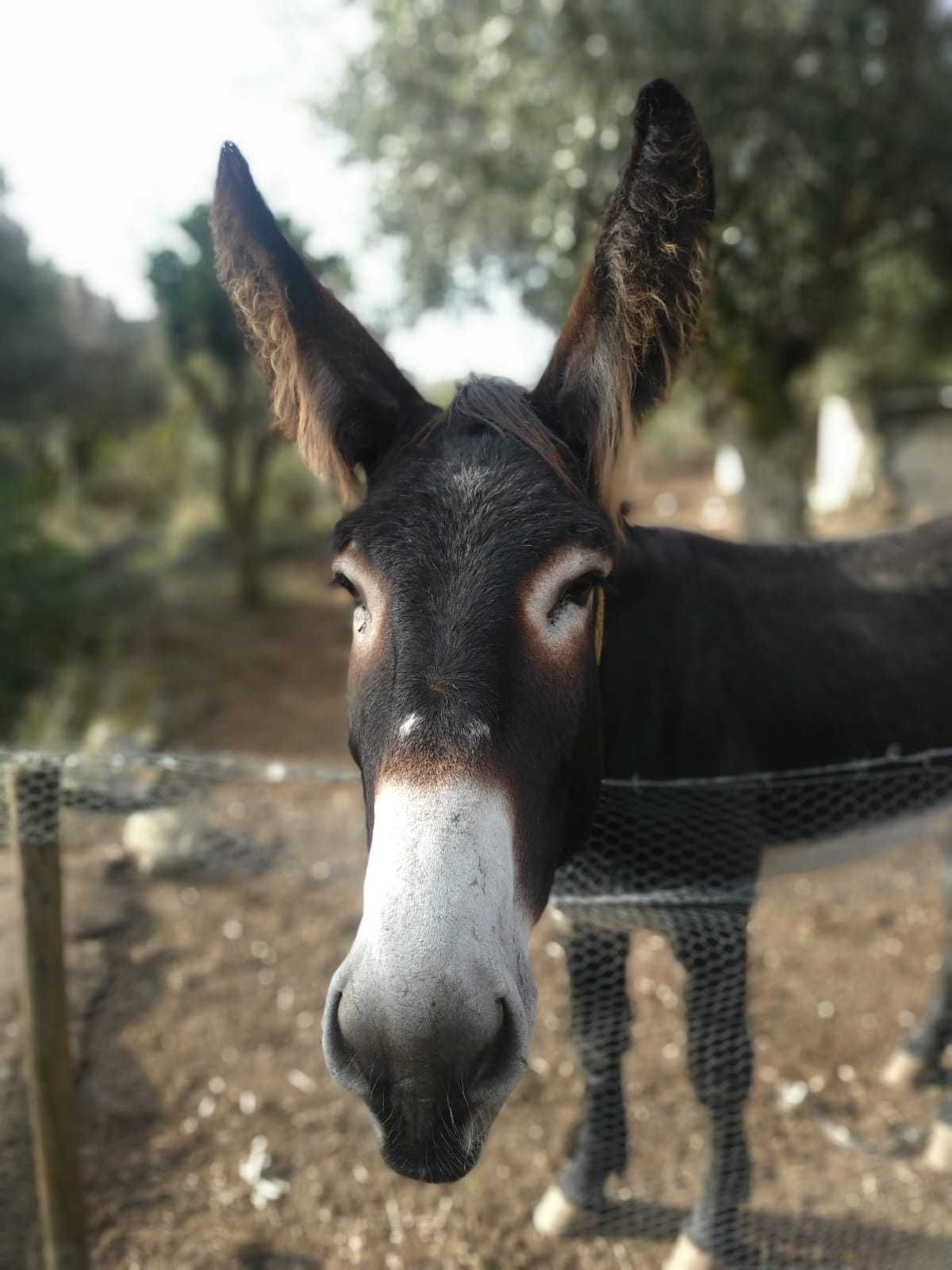 Vendo burro mirandes
