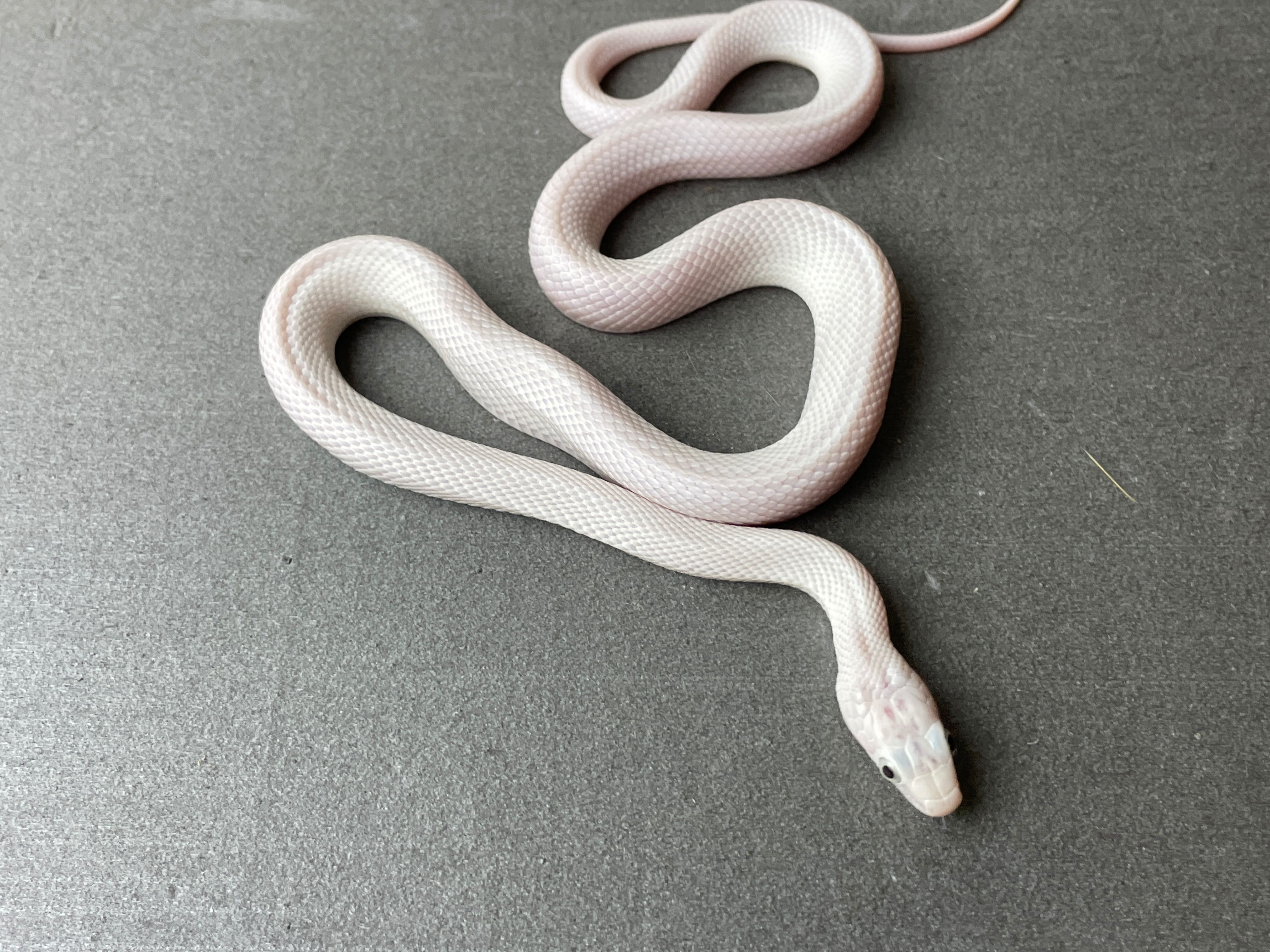 Техаський полоз (лат.Elaphe obsoleta lindheimeri) - Leucistic