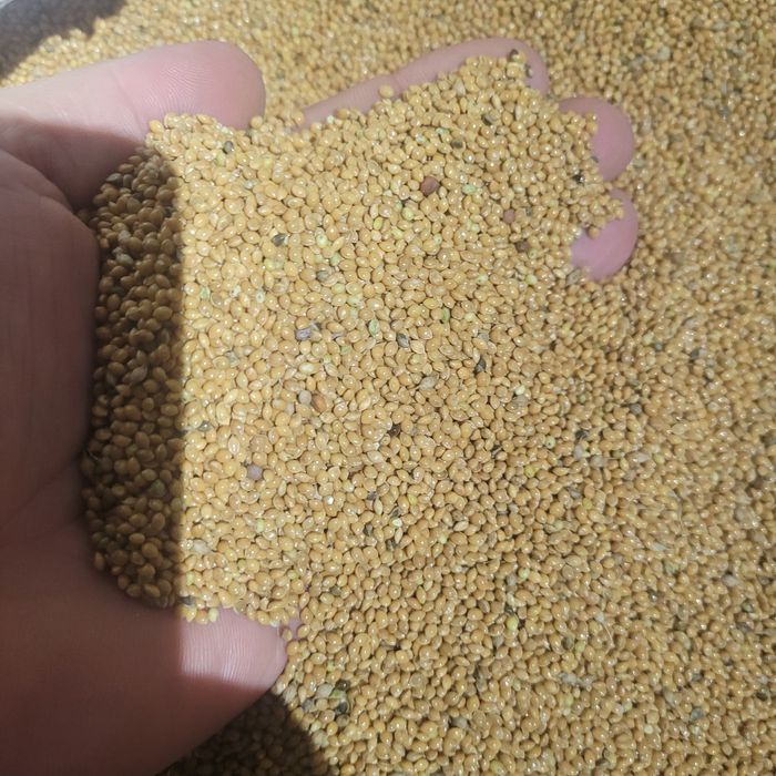 Proso żółte 25kg czyste karma dla ptaków polskie