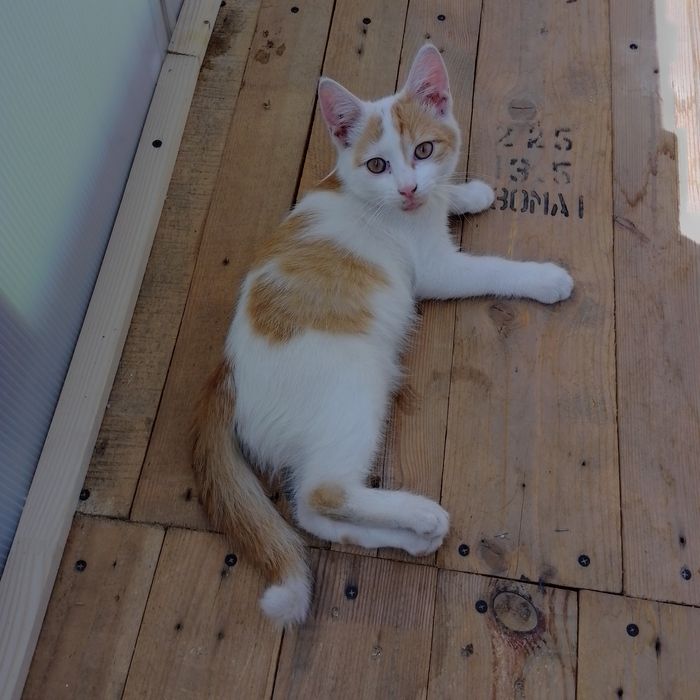 Котики 6 місяців