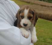 Beagle piękne szczenięta