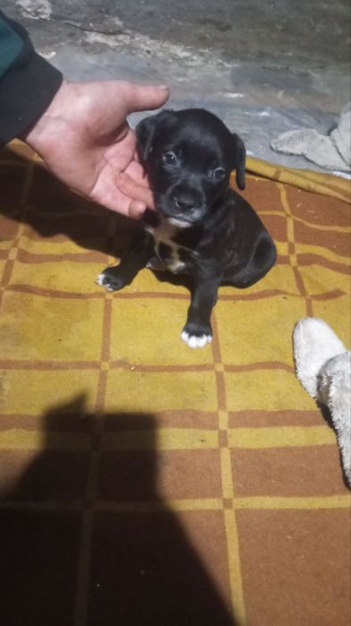 Цуценята амстаф шукають сімю