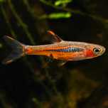 Peixe rasbora mosquito