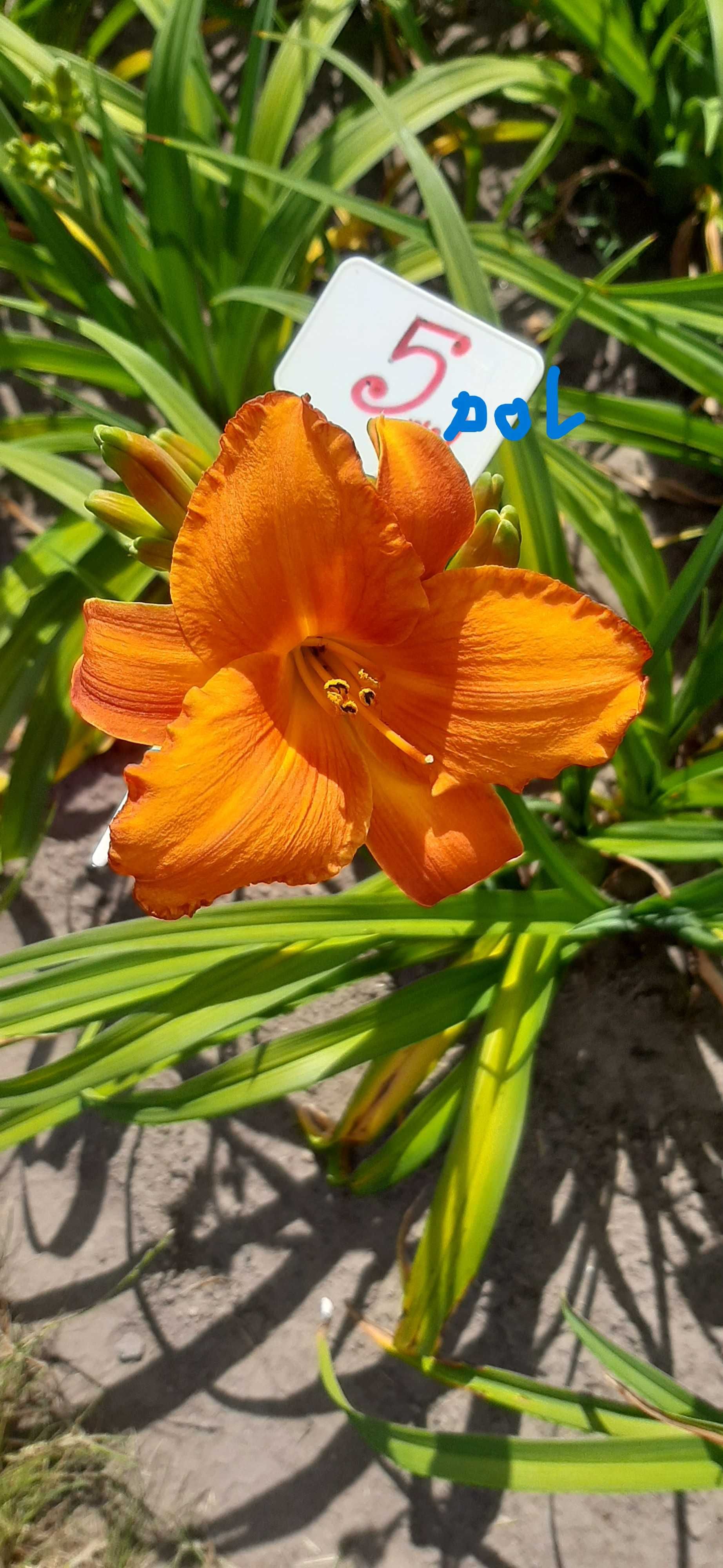 Liliowce odmianowe