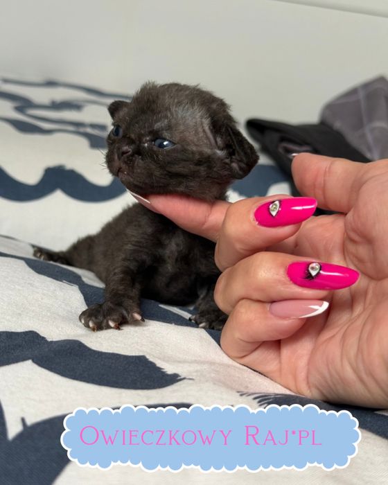 Nellson Devon rex Owieczkowy Raj*Pl zarezerwowany