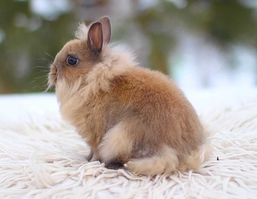 Розплідник! Левоголовий німецький карлик, кролик декоративний