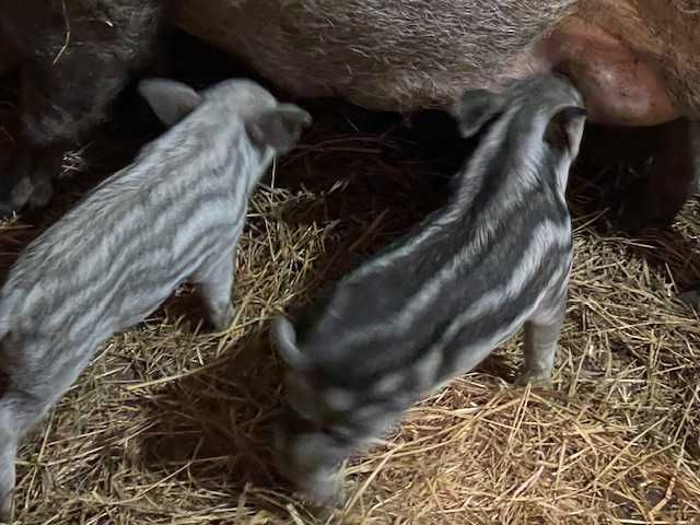 Porquinhos Mangalitsa (encomenda)