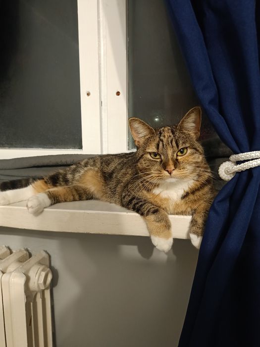 Oddam kotkę 2 letnią.