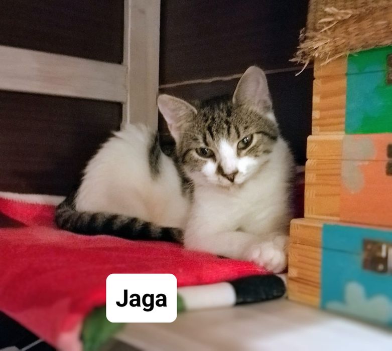 Siostry Busz, Jaga i Gaja