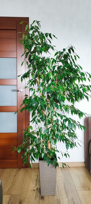 Sprzedam kwiatka FIKUS BENJAMIN