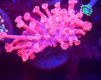 Goniopora Pink . Koralowiec LPS . Akwarium morskie