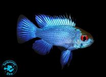 Rybka akwariowa Pielęgniczka RAMIREZA ELECTRIC BLUE, Turkusowe Zoo