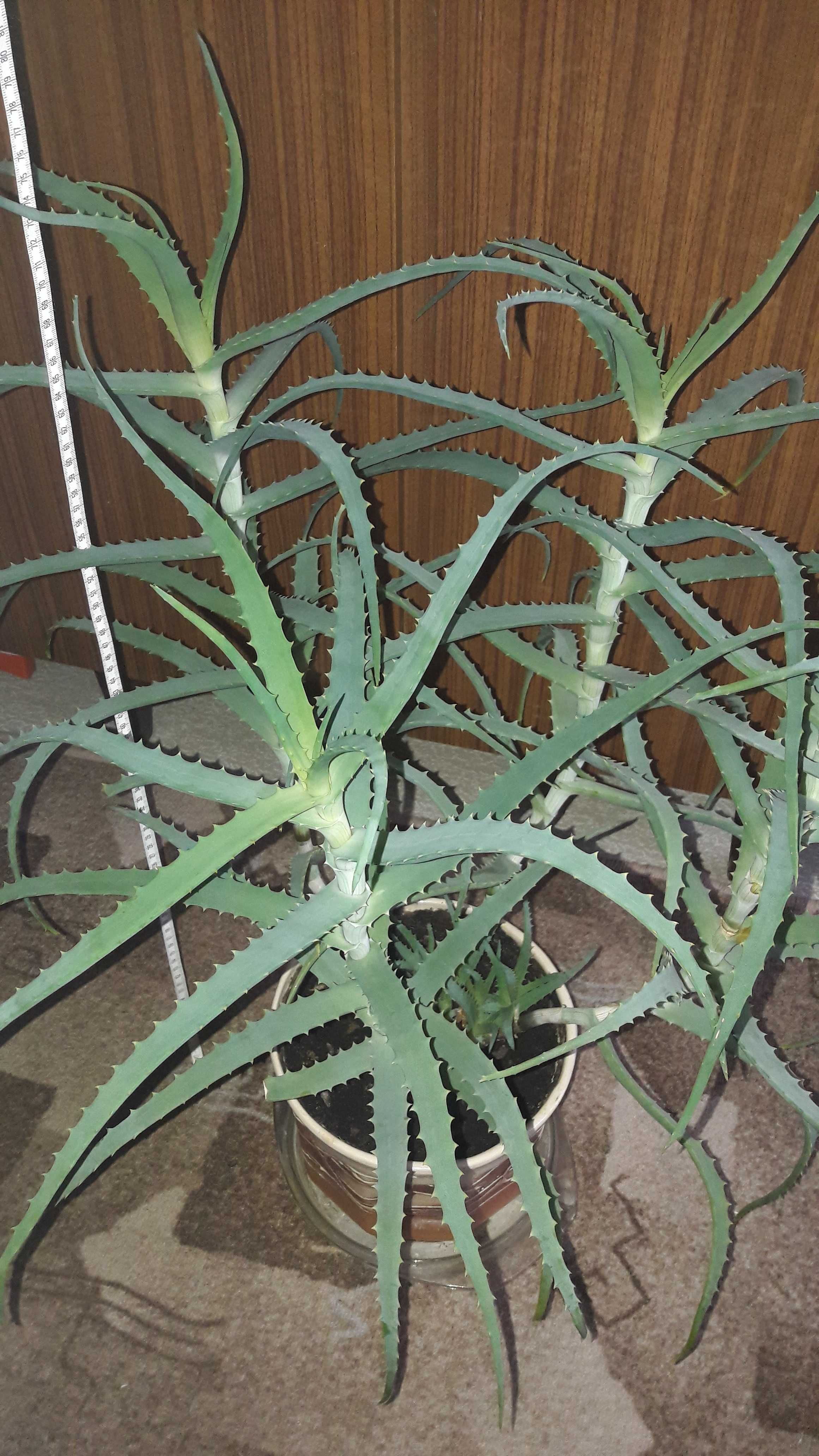 Kwiat doniczkowy – aloes drzewiasty