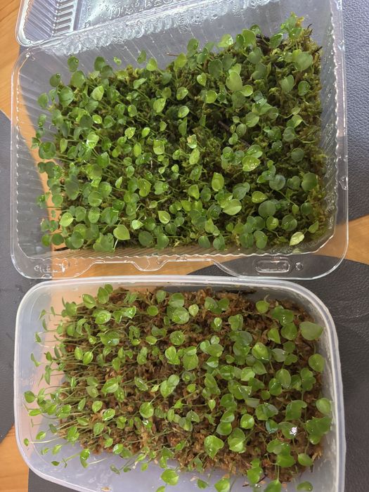 Hybrydy anthurium siewki Fort Sherman Forgetii Magnificum Crystalinum