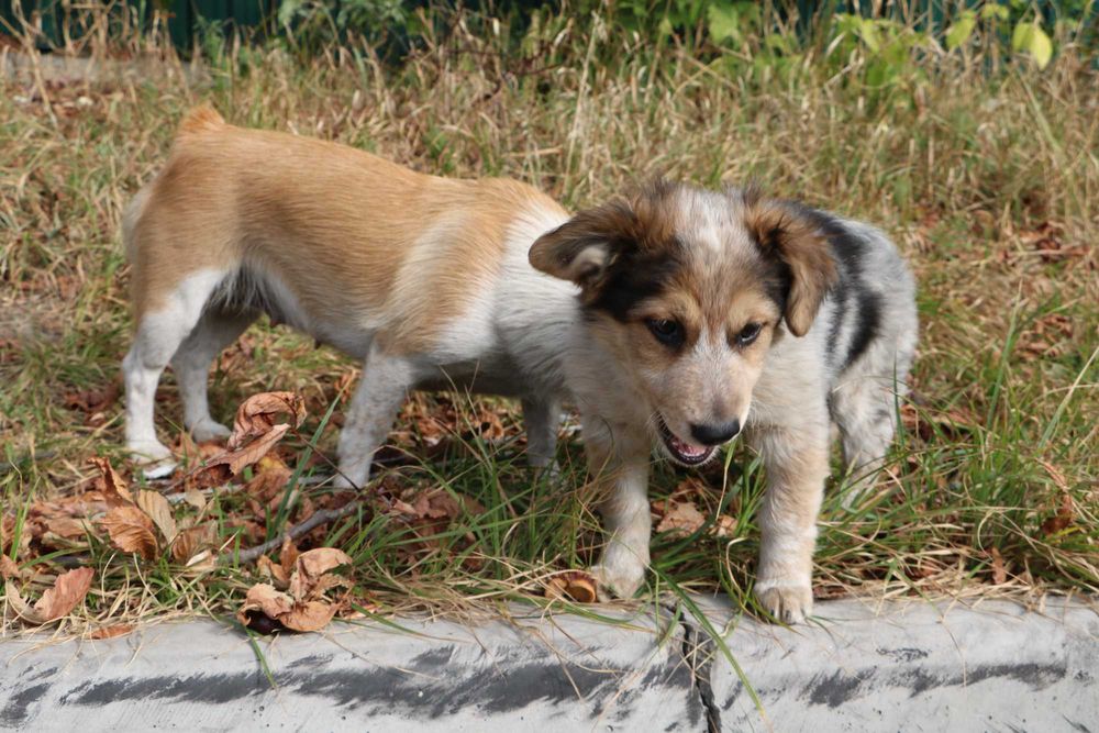 цуценята безкоштовно буде до 10 кг