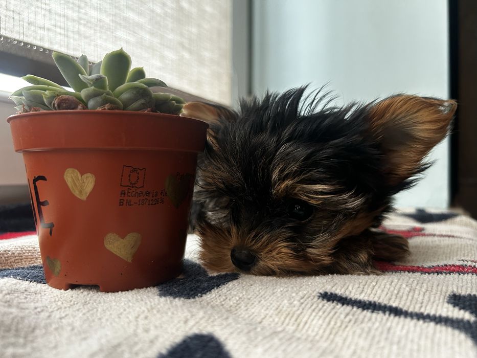Yorkshire terrier