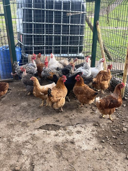 Vendo galinhas engorda,poedeiras e um Frango pedres 3meses