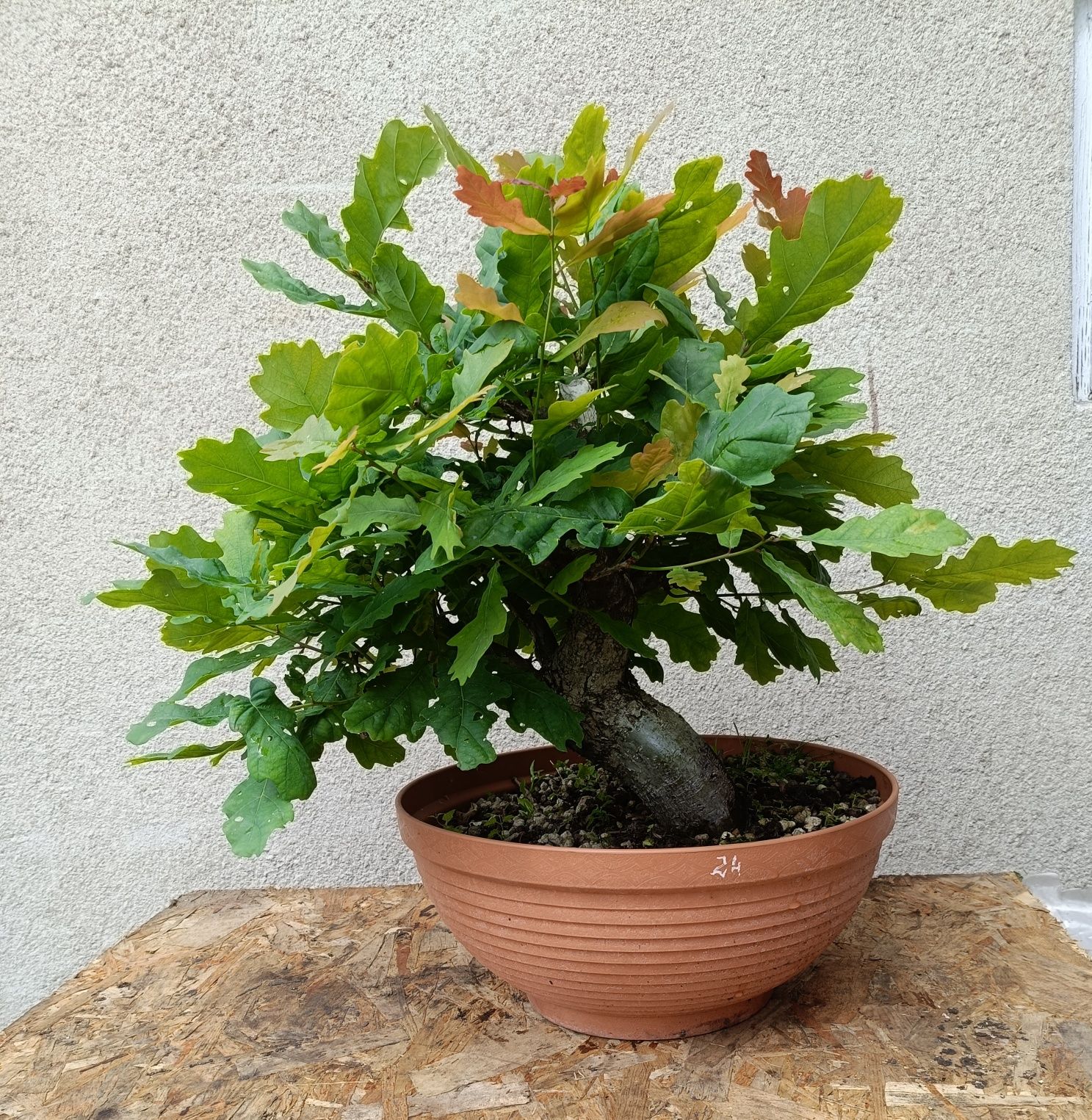 Drzewko Bonsai Dąb