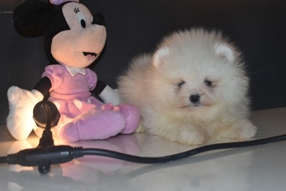 Дівчинка ведмедик