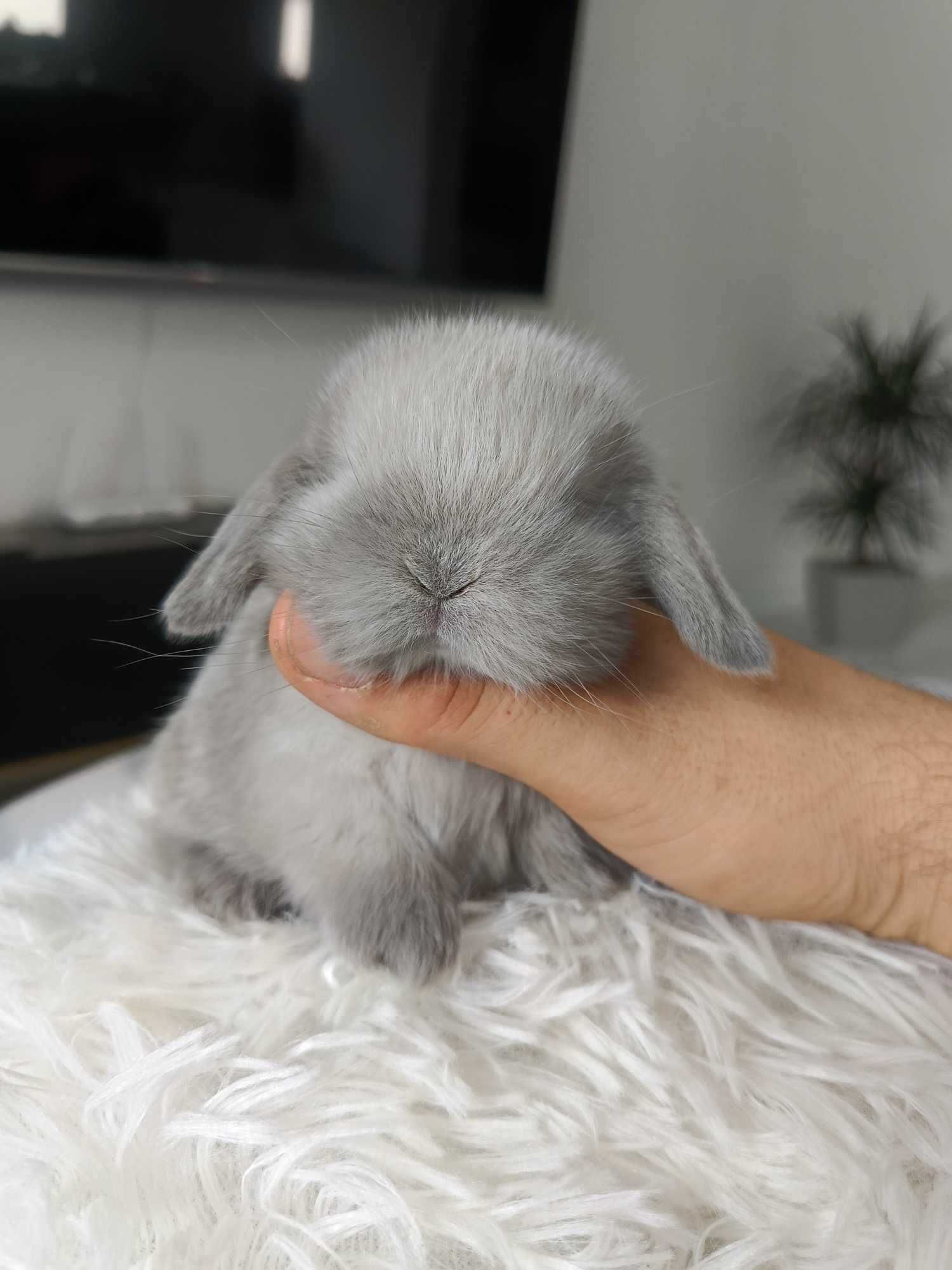 Mini lop karzełek Teddy hodowla zarejestrowana