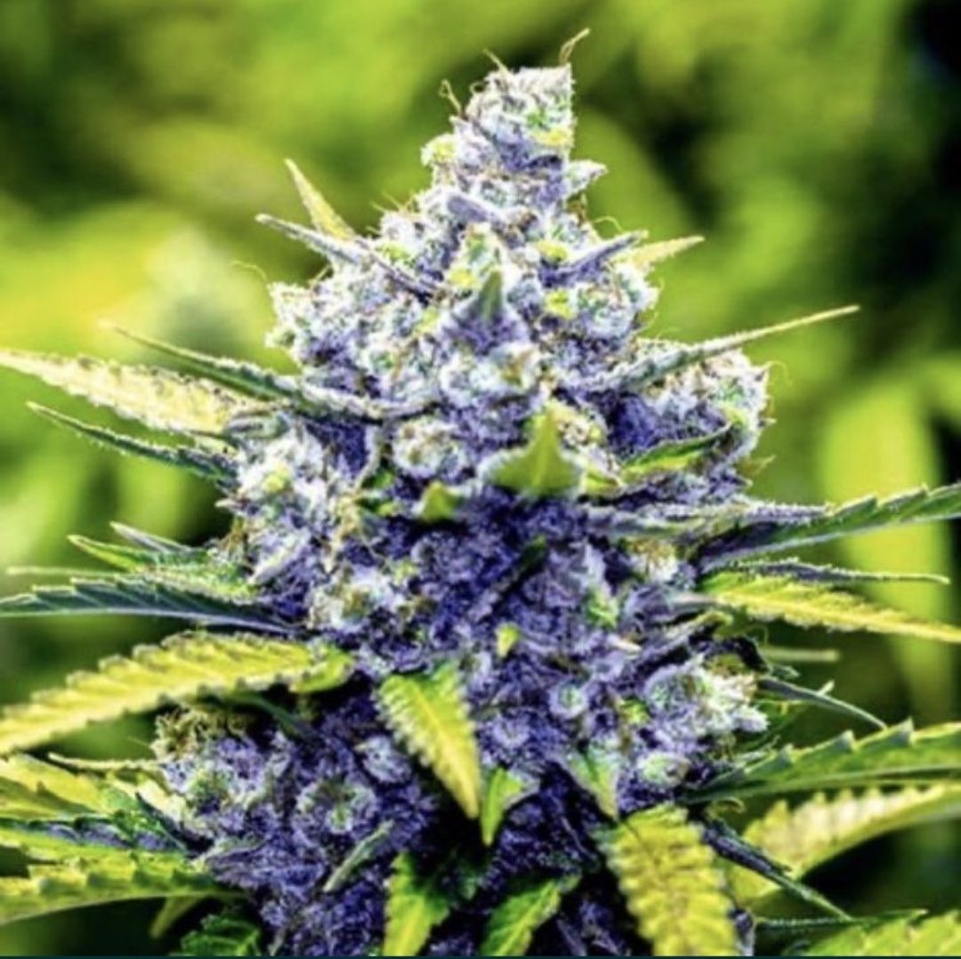60 Dni‼️20 Sztuk AUTO Blueberry NASIONA marihuany THC Konopie growbox