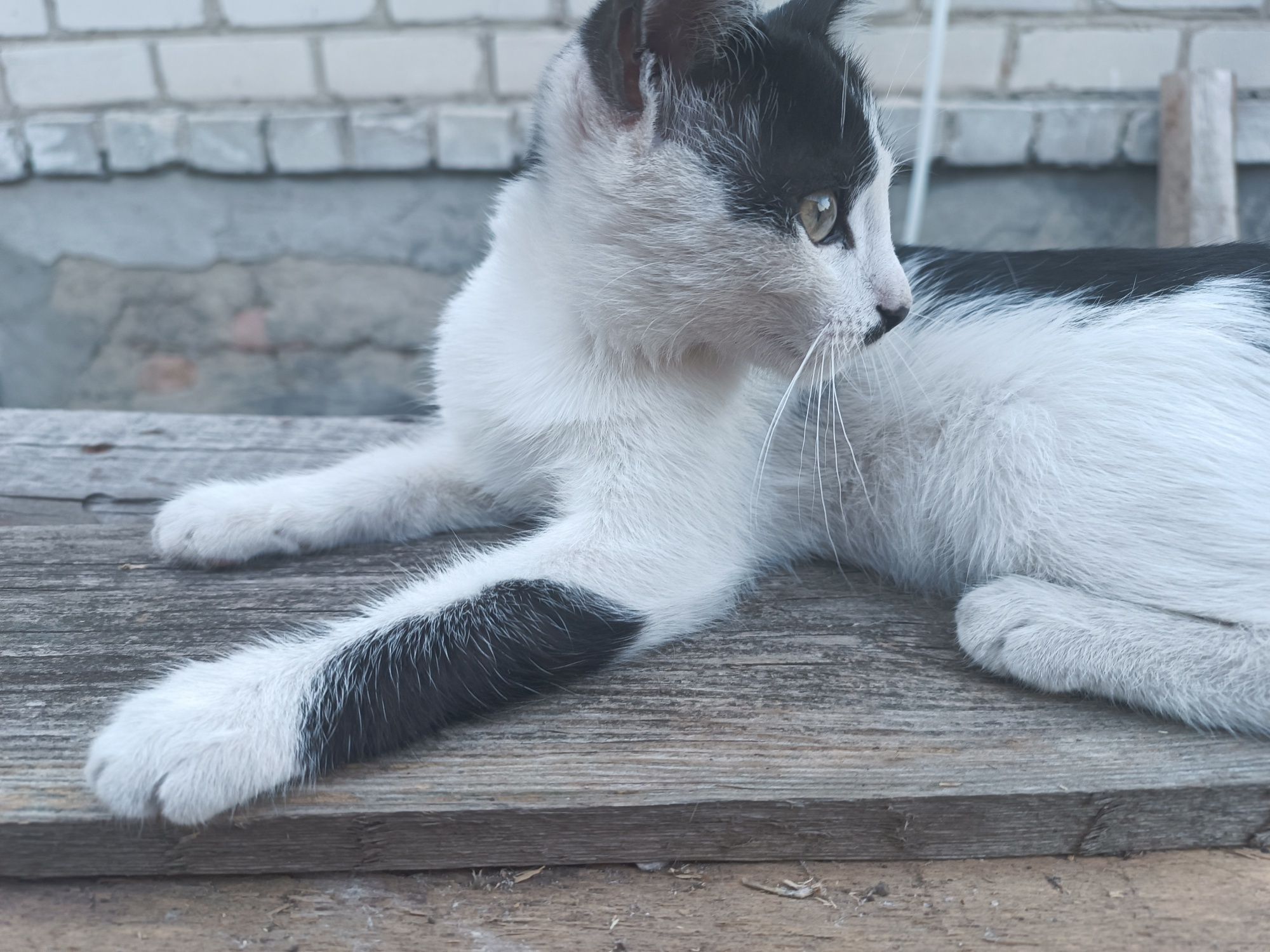 Кошеня для дітей