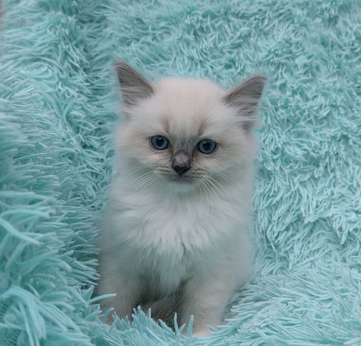 Koteczka Ragdoll